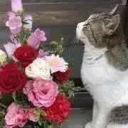 もりりんの画像