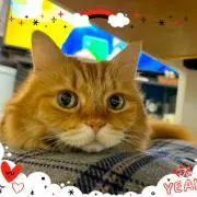 tomo