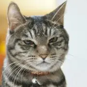 メピ