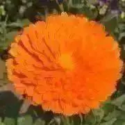 こっこーです☆の画像