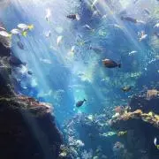 ゲンソン