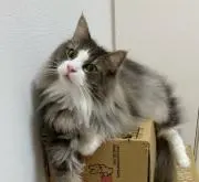 ボンにゃん