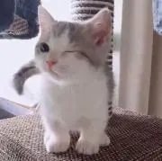 ひ♡の画像