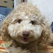 ゆう
