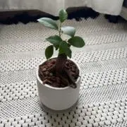いないないばあの画像