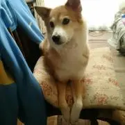 とくまん