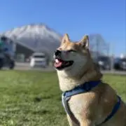 ロロノア・ゾロの画像