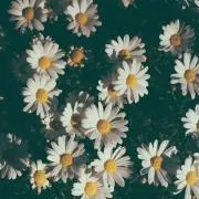 エスカの画像