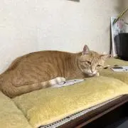 taの画像