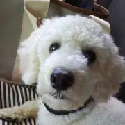 ともちゃん