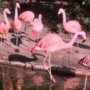 gdgdの画像