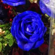 フロリナの画像