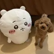 いしがき