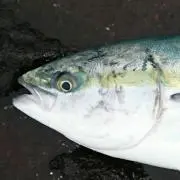 マサオ