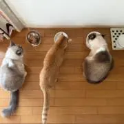 ちゃっぴんの画像