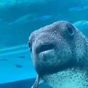 こたの画像