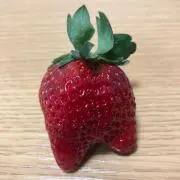 タッカの画像