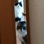 aiko2018の画像