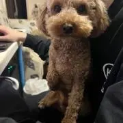 FYYの画像