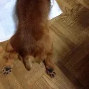 kooの画像