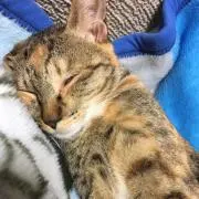 Soha