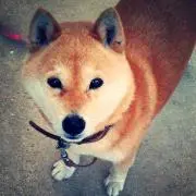 ももちゃん