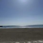 レモンの画像