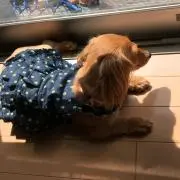 ゆりま
