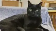 黒猫さんの画像