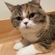 みぃの画像