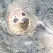 トンたるトンの画像