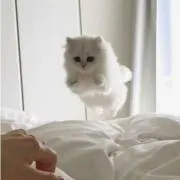 aの画像