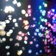 さーの画像