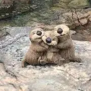 tomchanの画像