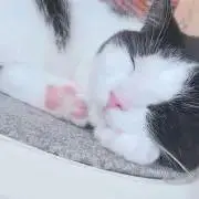 にゃー☆欲しいと思ったら悩まずポチッと