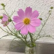 スマイル