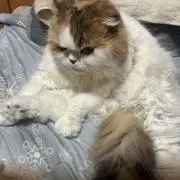けん