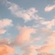 ringoの画像