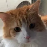 かーさんの画像