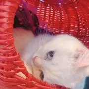 あーちゃんの画像