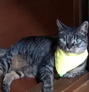 ぼたん