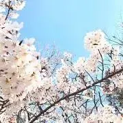 A.fururuの画像