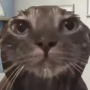 Kの画像