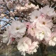 あさあさ