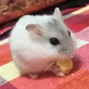 Norinon