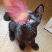 す