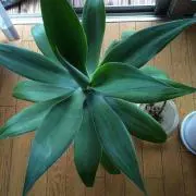 ☆ぽっかぽか☆の画像