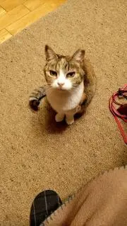 まるちぇろ