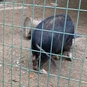 いいいの画像