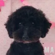 dogpenguin3の画像